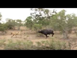 بالفيديو.. لحظة هجوم جاموس على عدة لبؤات حاولن الهجوم على القطيع