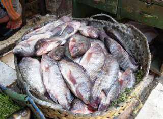 الجمبري بـ 600 جنيه..تعرف على أسعار الأسماك والجمبري اليوم الخميس 14-3-2024