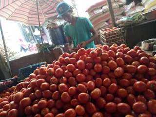 الطماطم ب ٣.٧٥ جنيه. . أسعار الخضراوات اليوم السبت