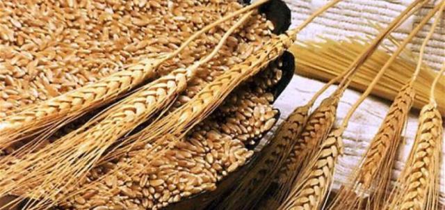 واردات مصر من القمح