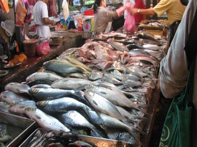 أسعار الأسماك اليوم الخميس 