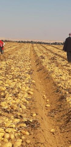 المناطق الخالية من العفن البني في البطاطس