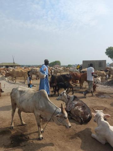 الثروة الحيوانية بجنوب السودان