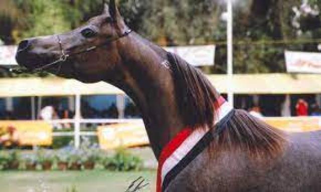 الخيول المصرية