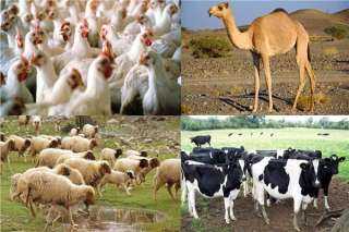 خبراء ومستثمرين : غياب الرقابة على التغذية والادوية البيطرية أثرت على صحة الحيوان وكميات الإنتاج  فى مصر