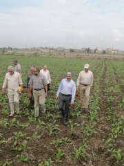 الزراعة تتابع الاستعداد لزراعة القمح  وجمع وتدوير قش الارز بمحافظة كفر الشيخ