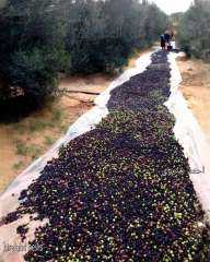 استصلاح الاراضي : حصاد الزيتون في 6 الاف فدان بمنطقة شرق القناة