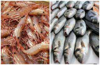 أسعار الأسماك بأنواعها اليوم الاثنين 11-12-2023