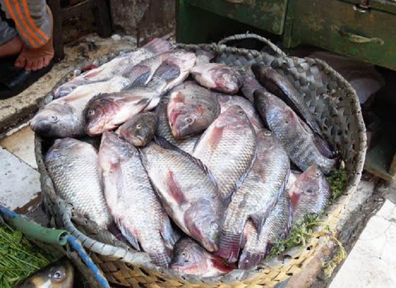 أسعار الأسماك والجمبري اليوم