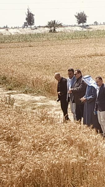 حصاد القمح في سيناء